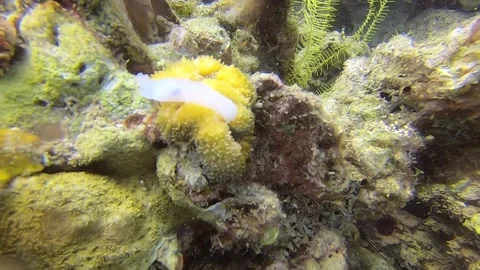 White Sea slug-Chelidonura electra on coral reef Stock Footage