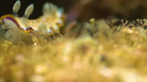 White Sea Slug Macro View on Corals Stock Footage 148087025