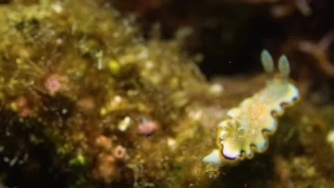 White Sea Slug, Rabit Shape, Macro Underwater World Stock Footage 148086175