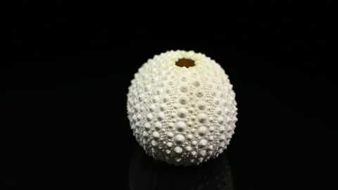White Sea Urchin Shell on Black Background Stock Footage 318639554