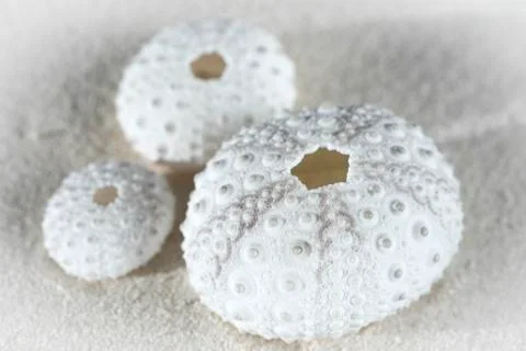 White sea urchin shells Fotos Stock
