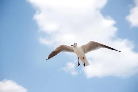 White seabird with black wing tips flying and soaring up in the blue air. Stock Photos