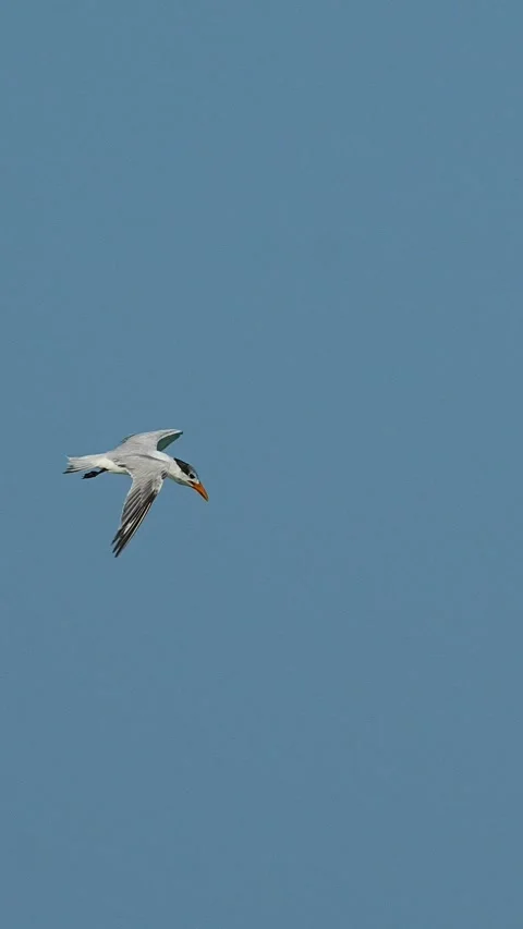 White seabird glides through a clear blue sky Stock Footage 345509211
