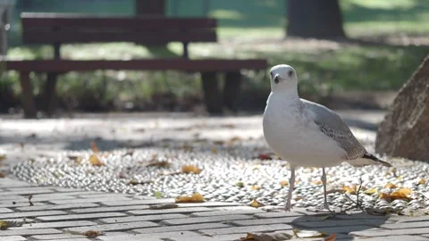White seagull bird walking on stone path in park during sunny day with autu.. Vídeos de archivo 332907585