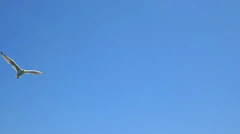 White Seagull in Blue Sky Stock-Footage 63129643