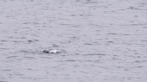 White seagull cleaning feathers wings in... | Stock Video | Pond5