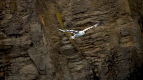 White seagull flies on the background of coastal rocks. bottom view Stock Footage 99748691