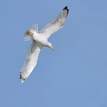 White seagull in flight Stock Photos