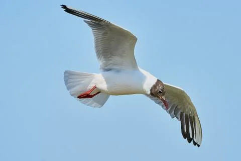 White seagull in flight Stock Photos
