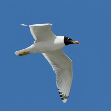 White seagull in flight Stock Photos
