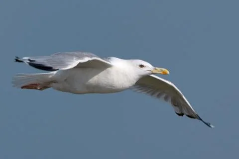 White seagull in flight Stock Photos