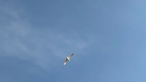 White seagull flying and soaring high in the clear blue sky. Video stock 336260825