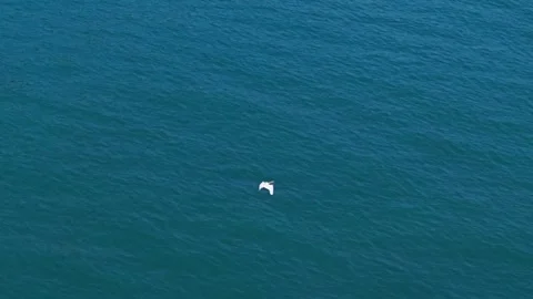 White seagull flying over deep blue sea Video stock 311751453
