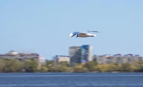 White seagull flying over the river in the Dnieper Stock Photos
