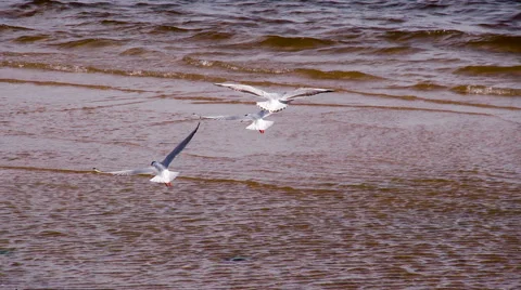 White Seagull Flying Over the Surf HD Pro Video stock 68335183