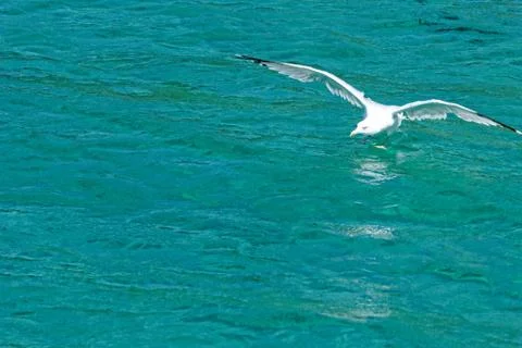 White seagull flying Stock Photos