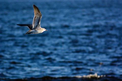 A white seagull flying Stockfoto's