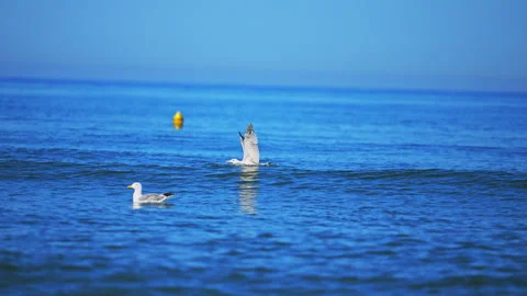 White seagull gliding over blue waters in Italy, scenic 4K slow motion coastal Stock Footage 335420774