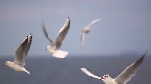 White seagull hovering in the sky. Slow motion. Stock Footage 65002502