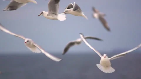 White seagull hovering in the sky slowly. Slow motion. Stock Footage 65002226