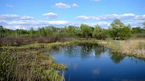 White seagull in lake Stock Footage 51375735