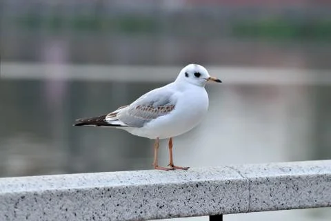 White seagull on a marble railing Stock Photos
