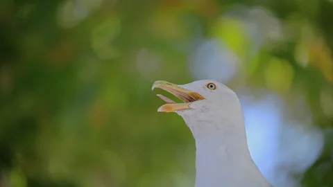 White seagull portrait with open beak against blurred natural background Stock Footage 335302201