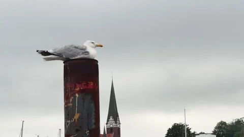 A white seagull rests on a rusty pillar against the backdrop of an old churc Vídeos de archivo 261661811
