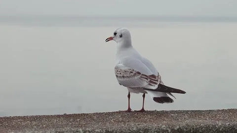 A white seagull on a rock against the backdrop of the sea and other seagulls fly Stock Footage 321049762