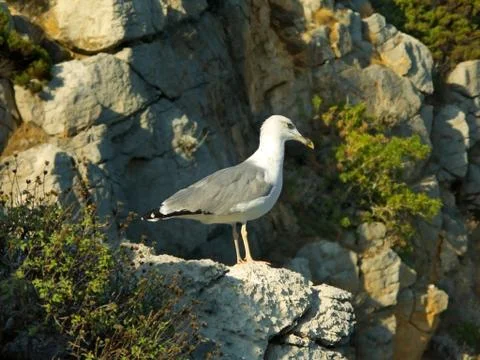 White seagull on rock Stock Photos