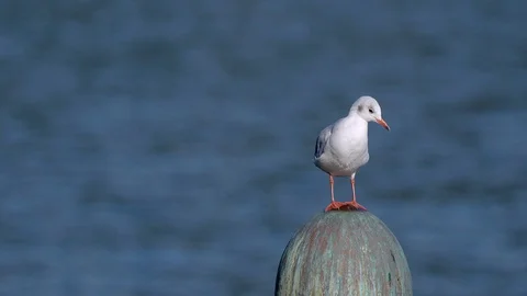 A white seagull sits on a background of blue water and looks around Stock Footage 128054775