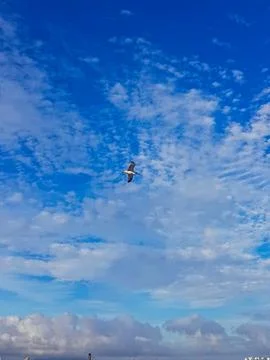 White seagull soars elegantly across a clear blue sky dotted with billowy clouds Stock Photos