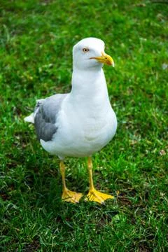 The white seagull standing on the grass Stock Photos