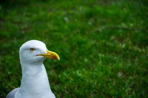The white seagull standing on the grass Stock Photos