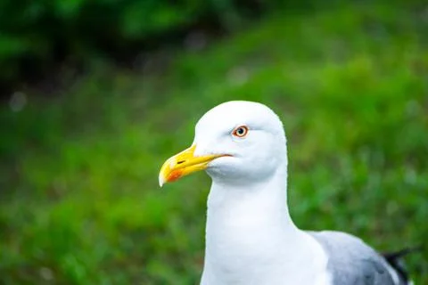 The white seagull standing on the grass Stock Photos