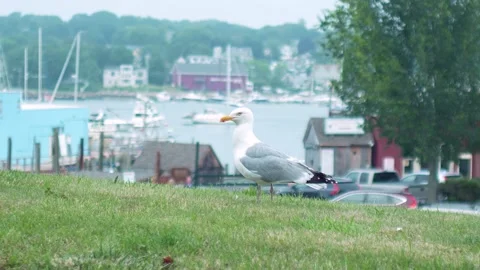 White seagull standing in the grass with water in the background Stock Footage 245234341