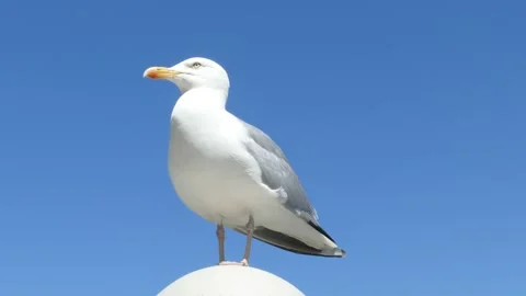 White seagull standing on a lamp, blue sky Stock Footage 133785913