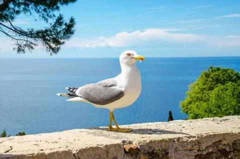 White seagull standing on a stone wall Stock Photos
