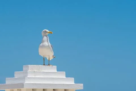A white seagull stands on a white stepped pole against a clear blue sky. Th.. Stock Photos