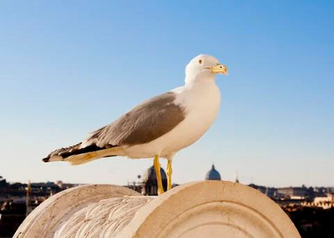 White seagull on the stone Stock Photos