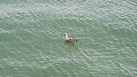 A white seagull is swimming. Stock Footage 87915559
