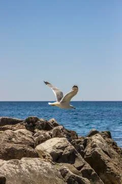 White seagull taking off Stock Photos