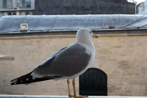 A white seagull turned back Stock Photos