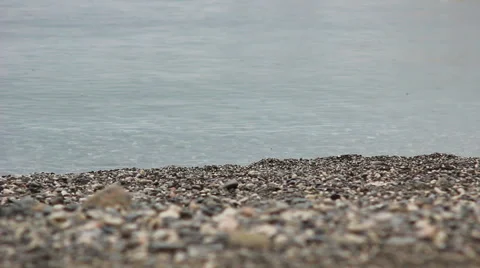 White seagull walking down the stony beach by the sea Stock Footage 54564457