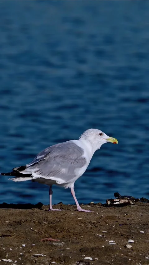 White Seagull Walking on Sandy Beach Coastline with Deep Blue Sea Water Stockbeeldmateriaal 330276113