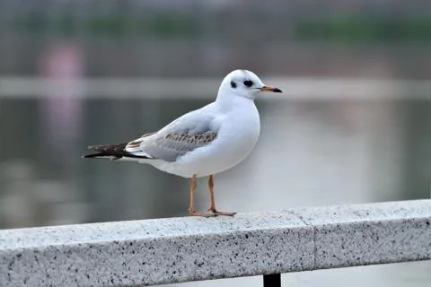 White seagull on the white railing Stock Photos