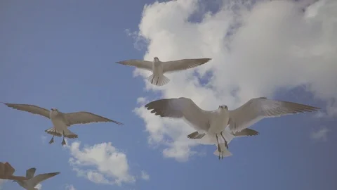 White seagulls are catching bread beaks on flights in sunny day, view from down Video stock 94621588