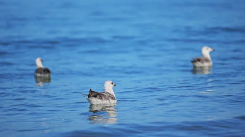 White seagulls drifting on bright blue ocean with calm waves and summer sunshine Stock Footage 335296418
