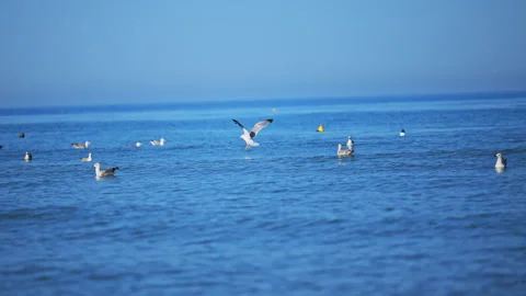 White seagulls floating on tranquil ocean in warm golden sunlight. Stock Footage 335298301
