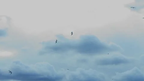 White seagulls fly in a cloudy sky over the sea. Overall plan Stock Footage 258047467